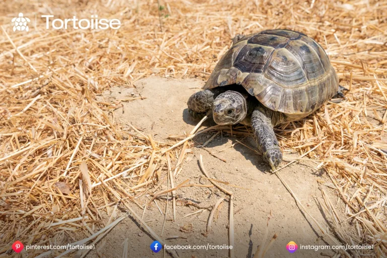 How to keep a tortoise