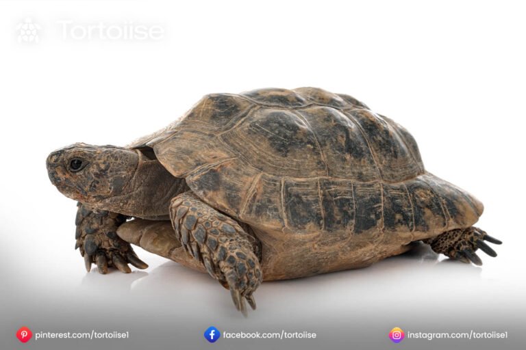 How to do tortoise nails