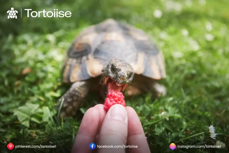 How often to feed sulcata Tortoise