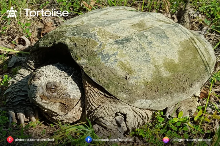 How to know if a tortoise is dead