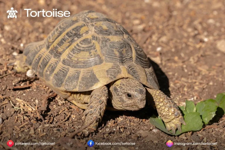 How to care for desert tortoise