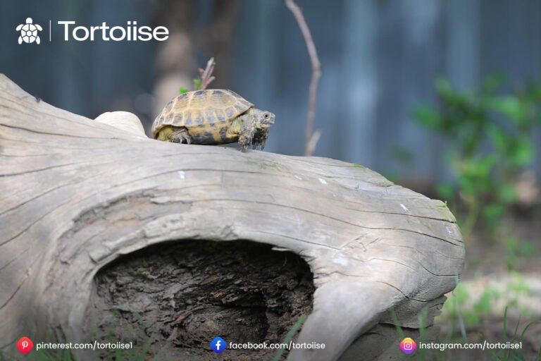 How to tell if a gopher tortoise hole is active