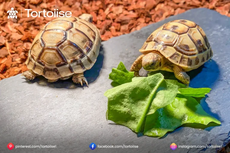 How much to feed a Russian tortoise