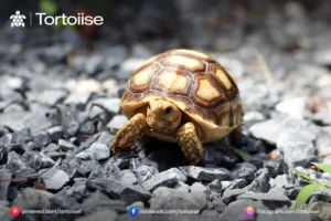 How to tell how old a Russian Tortoise is