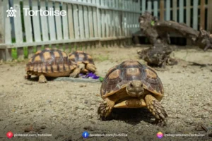 How big to Russian tortoises get