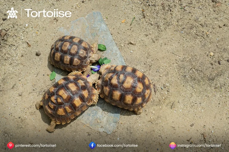 How big to Russian Tortoises get: Size Guideline