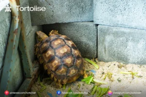 How to care for a pet Tortoise