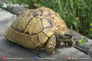 How to tell how old a Russian Tortoise is