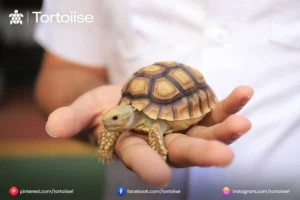 How to care for a pet Tortoise