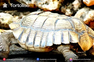 How to tell how old a Russian tortoise is