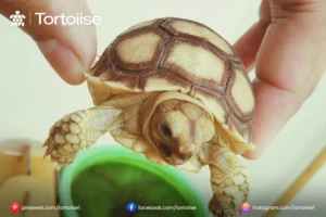 How to care for a pet Tortoise