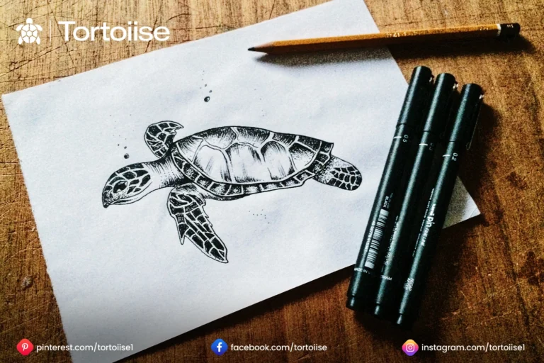 How to Draw tortoise