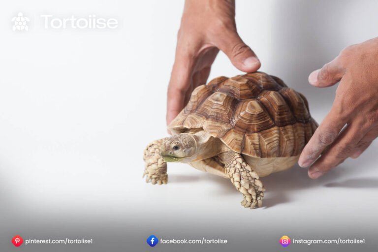 How to pick up tortoise