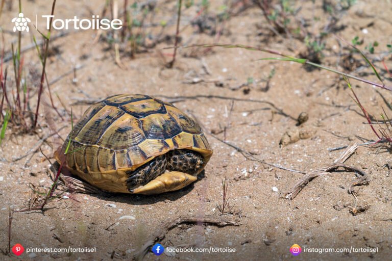 How to find a lost Tortoise