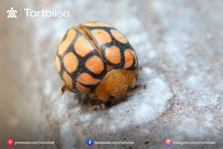 How to get rid of tortoise beetles